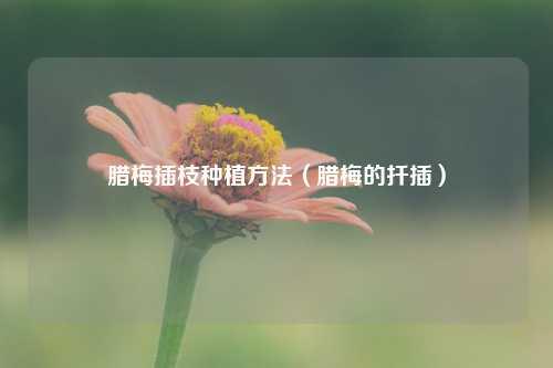 腊梅插枝种植方法（腊梅的扦插）