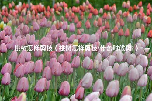 桃树怎样剪枝（桃树怎样剪枝?什么时候剪?） 花卉