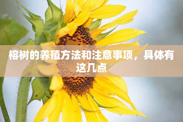 榕树的养殖方法和注意事项，具体有这几点