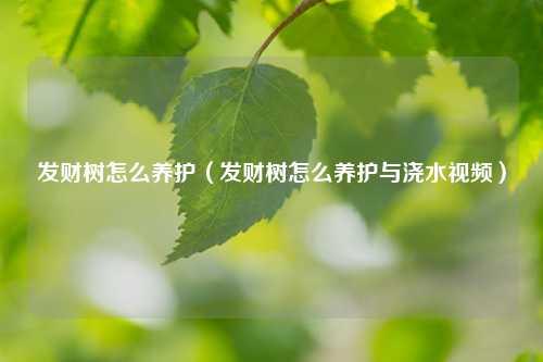 发财树怎么养护（发财树怎么养护与浇水视频） 花卉