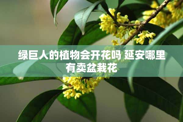 绿巨人的植物会开花吗 延安哪里有卖盆栽花