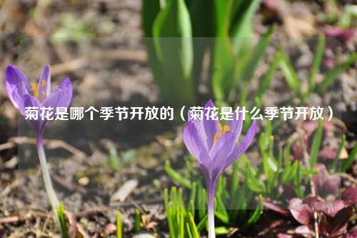 菊花是哪个季节开放的（菊花是什么季节开放） 花卉