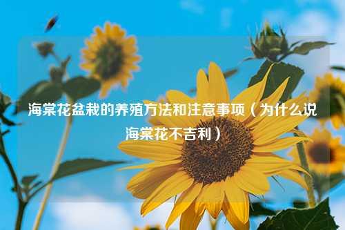 海棠花盆栽的养殖方法和注意事项（为什么说海棠花不吉利） 花卉