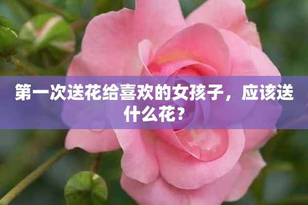 第一次送花给喜欢的女孩子，应该送什么花？