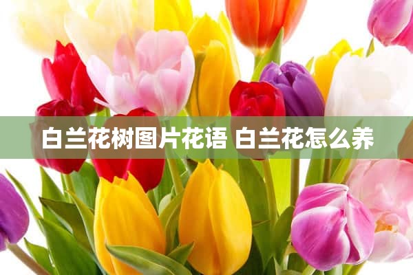 白兰花树图片花语 白兰花怎么养