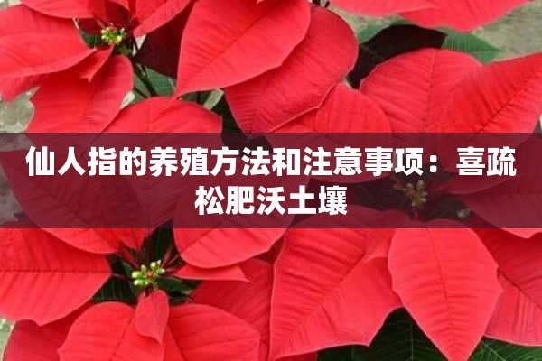 仙人指的养殖方法和注意事项：喜疏松肥沃土壤