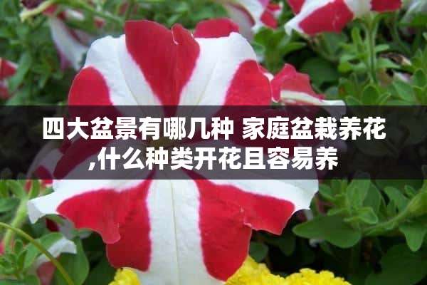 四大盆景有哪几种 家庭盆栽养花,什么种类开花且容易养