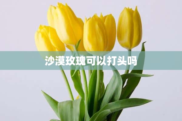 沙漠玫瑰可以打头吗