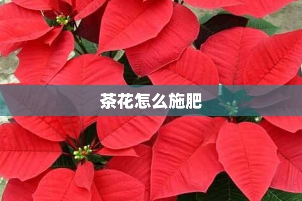 茶花怎么施肥