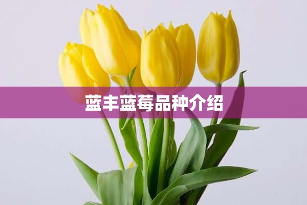 蓝丰蓝莓品种介绍