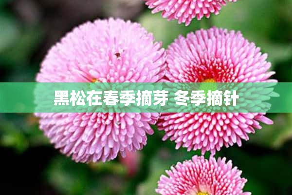 黑松在春季摘芽 冬季摘针