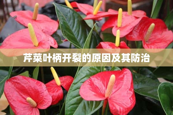 芹菜叶柄开裂的原因及其防治