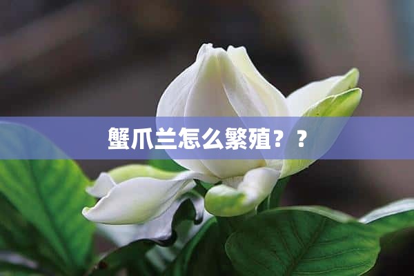 蟹爪兰怎么繁殖？？