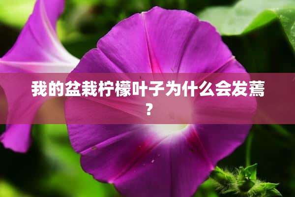 我的盆栽柠檬叶子为什么会发蔫？