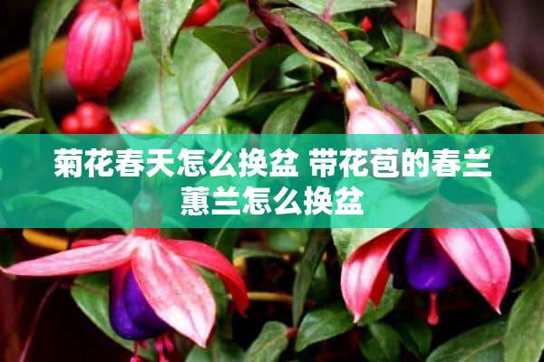 菊花春天怎么换盆 带花苞的春兰蕙兰怎么换盆