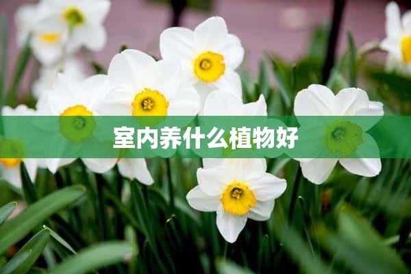 室内养什么植物好