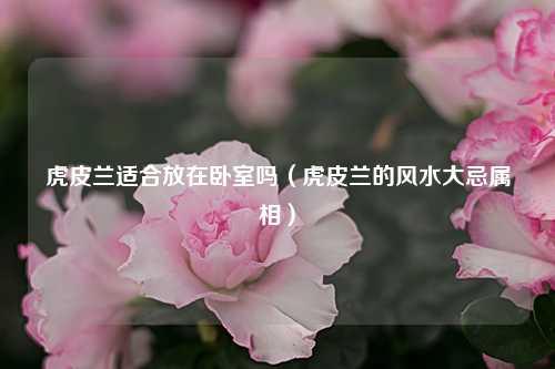 虎皮兰适合放在卧室吗（虎皮兰的风水大忌属相） 花卉