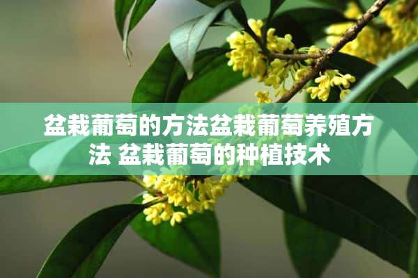 盆栽葡萄的方法盆栽葡萄养殖方法 盆栽葡萄的种植技术