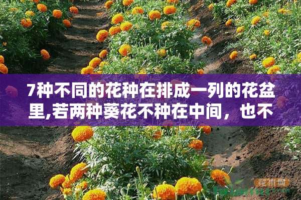 7种不同的花种在排成一列的花盆里,若两种葵花不种在中间，也不种在两端的花盆里，问有多少不同的种法 你认为十多岁的孩子，看到有人做坏事。该报警还是该隐瞒