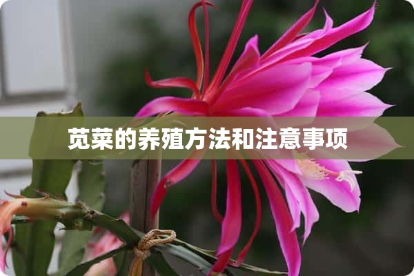 苋菜的养殖方法和注意事项