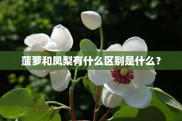 菠萝和凤梨有什么区别是什么？