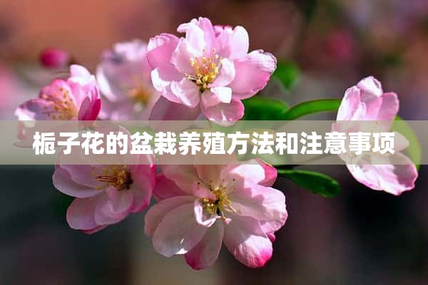 栀子花的盆栽养殖方法和注意事项