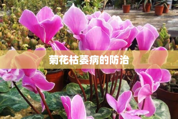 菊花枯萎病的防治