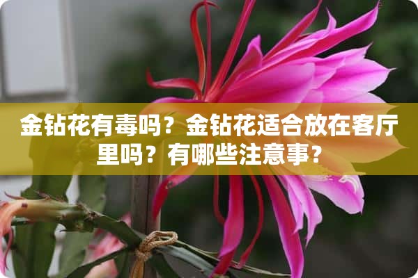 金钻花有毒吗？金钻花适合放在客厅里吗？有哪些注意事？