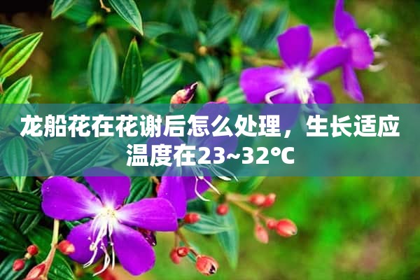 龙船花在花谢后怎么处理，生长适应温度在23~32℃