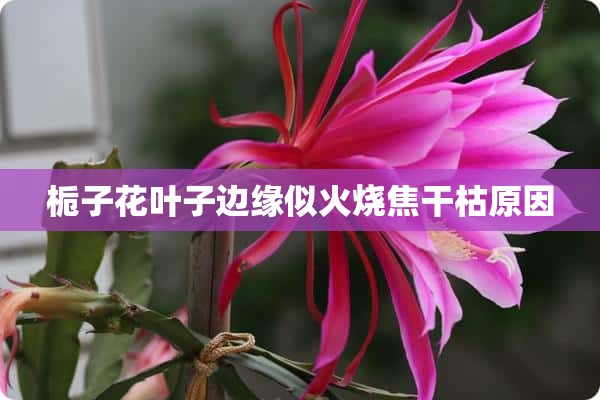 栀子花叶子边缘似火烧焦干枯原因