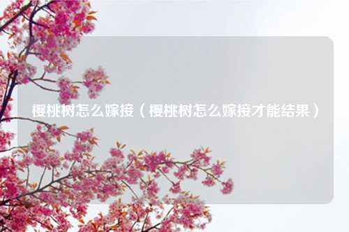 樱桃树怎么嫁接（樱桃树怎么嫁接才能结果） 花卉