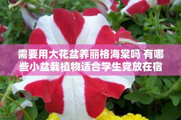 需要用大花盆养丽格海棠吗 有哪些小盆栽植物适合学生*放在宿舍或者带到图书馆自习时用