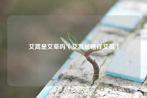 艾蒿是艾草吗（艾蒿长啥样艾蒿）