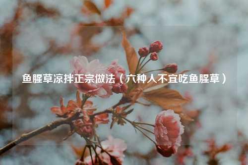 鱼腥草凉拌正宗做法（六种人不宜吃鱼腥草） 花卉