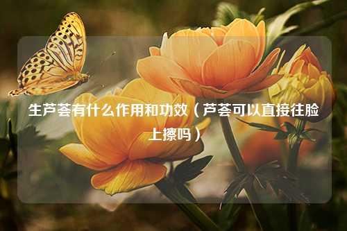 生芦荟有什么作用和功效（芦荟可以直接往脸上擦吗）