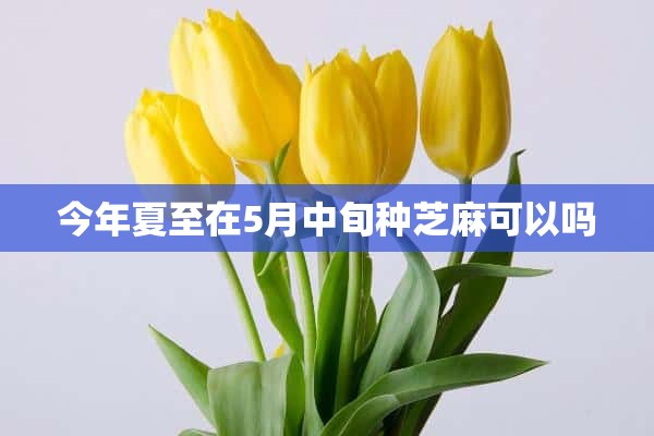 今年夏至在5月中旬种芝麻可以吗