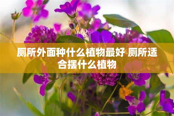 厕所外面种什么植物最好 厕所适合摆什么植物