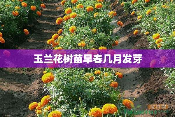 玉兰花树苗早春几月发芽