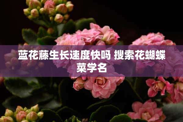 蓝花藤生长速度快吗 搜索花蝴蝶菜学名