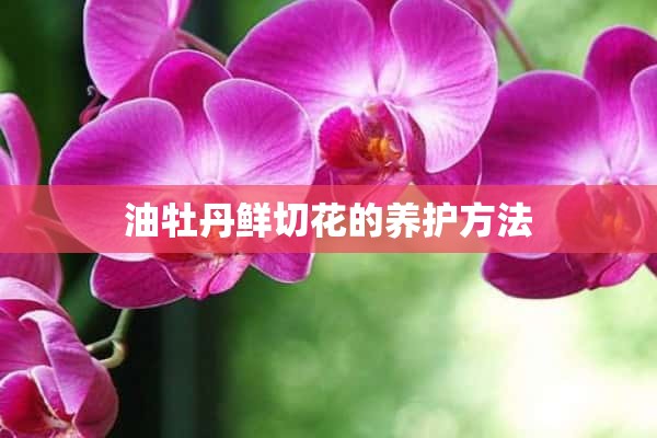 油牡丹鲜切花的养护方法