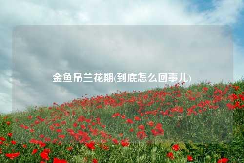 金鱼吊兰花期(金鱼吊兰怎么不开花) 花卉