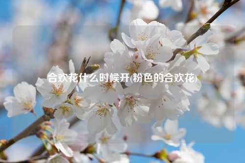 合欢花什么时候开(粉色的合欢花) 花卉