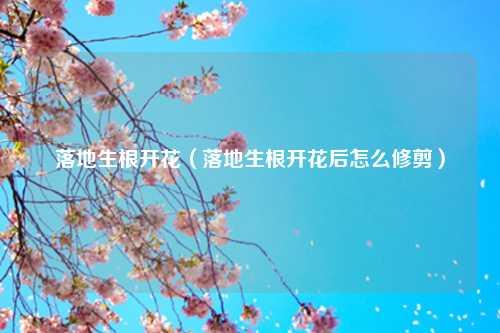 落地生根开花（落地生根开花后怎么修剪） 花卉