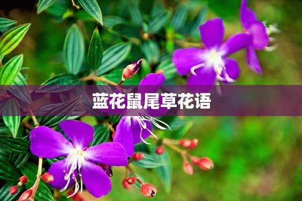 蓝花鼠尾草花语