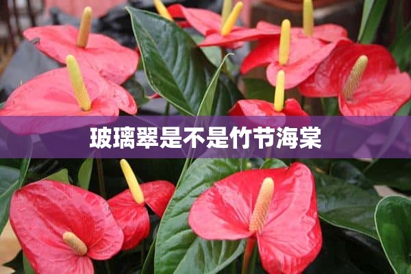 玻璃翠是不是竹节海棠