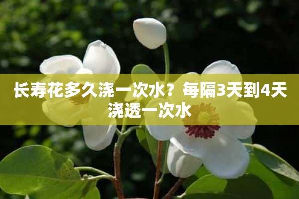 长寿花多久浇一次水？每隔3天到4天浇透一次水