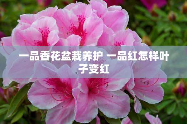 一品香花盆栽养护 一品红怎样叶子变红