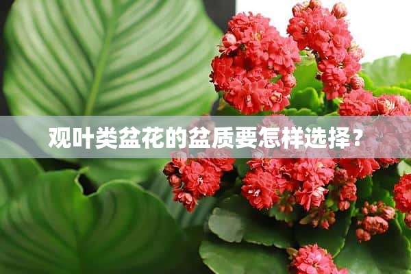 观叶类盆花的盆质要怎样选择？