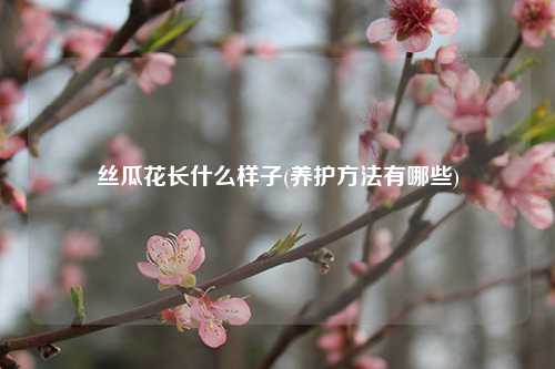 丝瓜花长什么样子(养护方法有哪些) 种植业