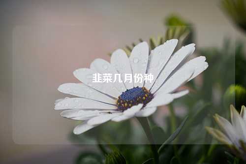 韭菜几月份种 韭菜种植的时间 种植业